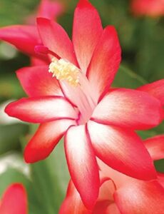 Caribbean Dancer Christmas Cactus Plant - Zygocactus - 2" Pot