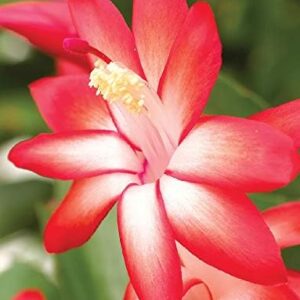 Caribbean Dancer Christmas Cactus Plant - Zygocactus - 2" Pot